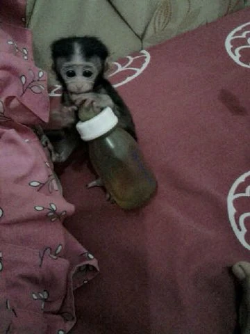 Bayi Lucu Imut Gemesin Youtube