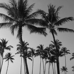 photography blackandwhite palmtrees paradise monochrome