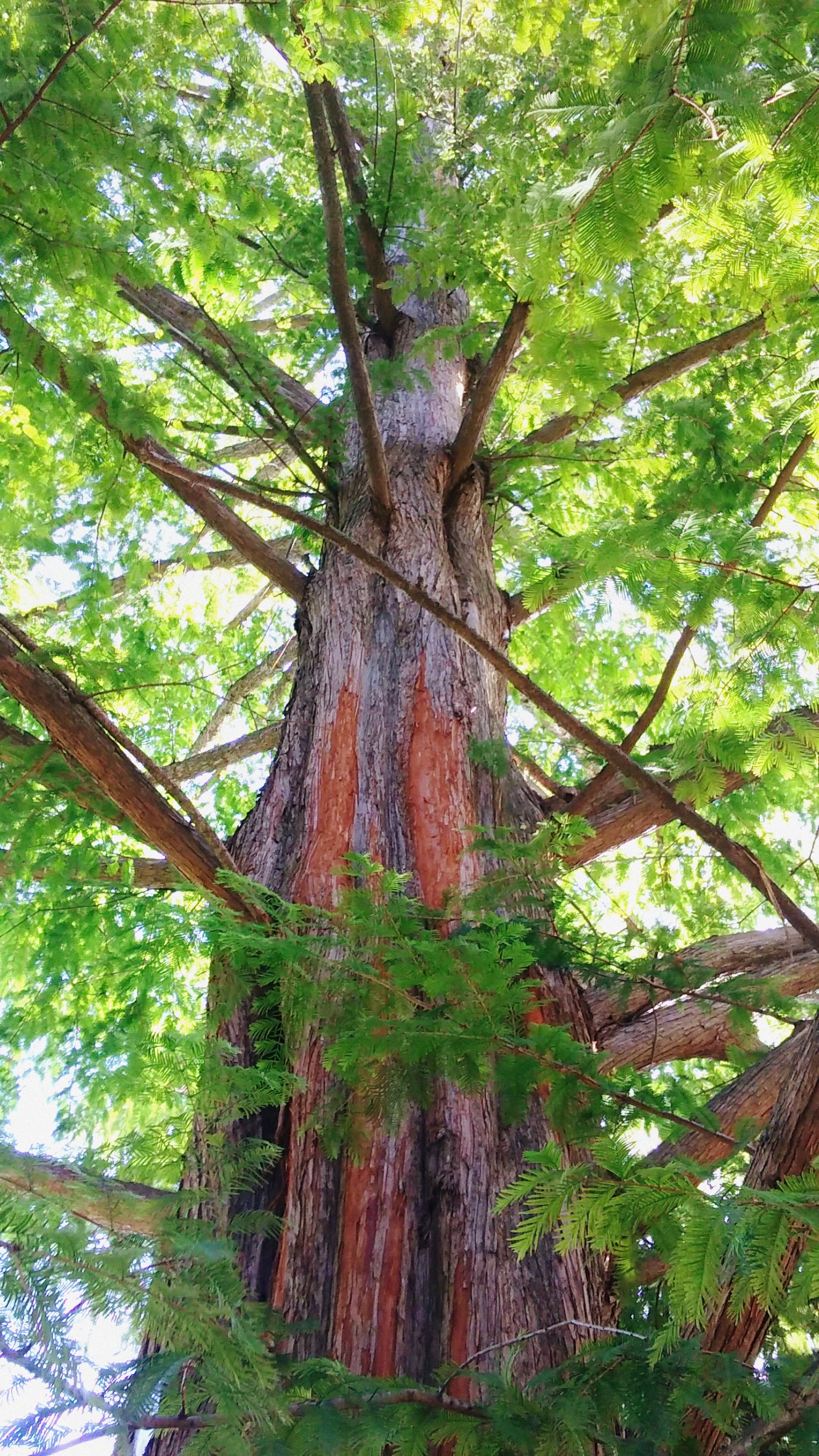 Dawn Redwood tree is a vigourous grower and reaches hei...